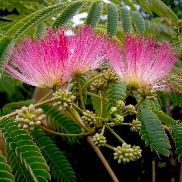 Albizia and Wheat Germ