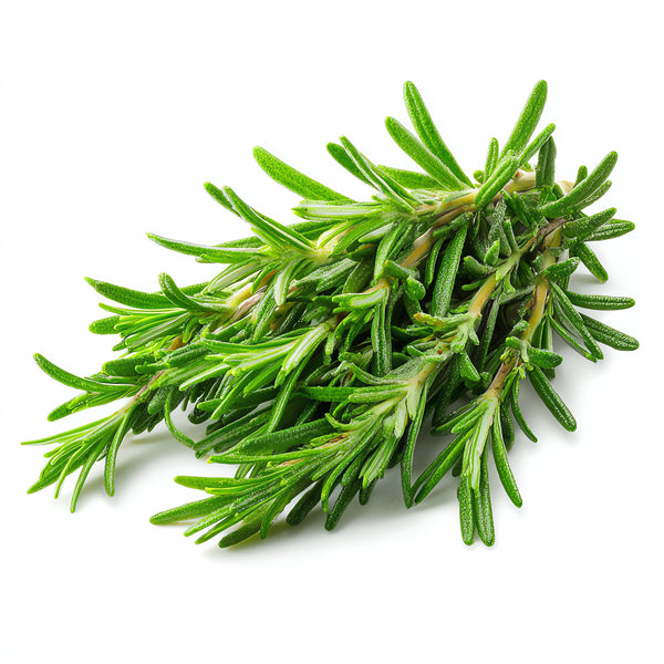 Rosemary Leaf Oil